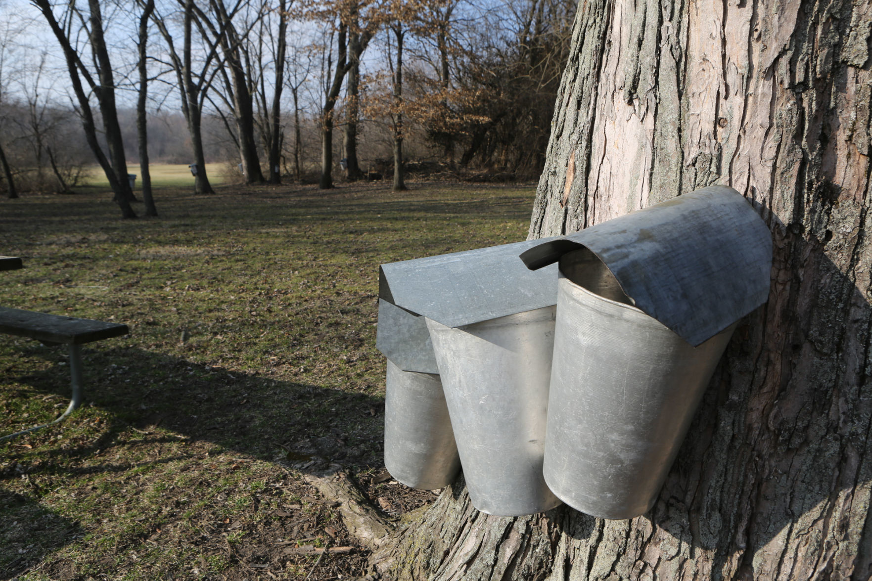 Maple Syrup Time at Deep River State Park